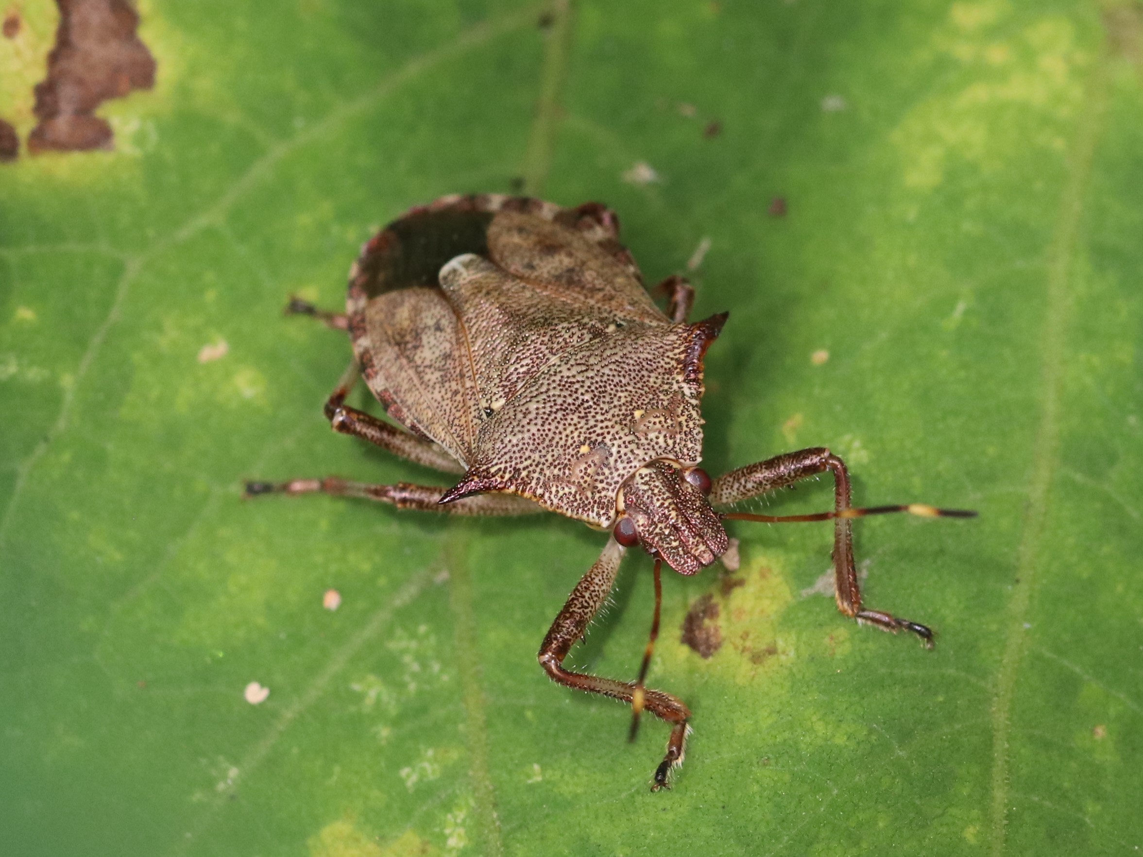 草むらのオオクチブトカメムシ